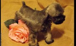 AKC Registered Yorkie puppies for sale. 2 males and 2 females. They were born on June 25th. Fantastic house dogs because they don't shed and only weigh about 7 to 8 pounds when grown.