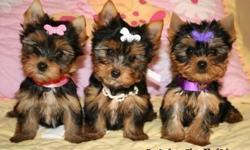 We have Yorkie puppies for sale starting at $498 and up! Puppy City has been around for over 50 years, we pride ourselves in being the home for quality puppies. We have hundreds of breeds to choose from, and if we don?t have them in our store, our