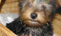 two Tiny Teacup Yorkie Puppies Text to (567) 206-7343..Cute.