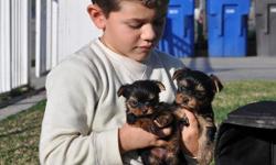 ADORABLE YORKIE PUPPIES 2MALES AND 2 FEMALES. 7 WEEKS OLD, CKC REGISTERED READY TO GO FOR CHIRSTMAS THE PRICE IS 800 PLEASE CONTACT HECTOR AT --