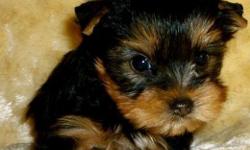 We have available some very cute and adorable Yorkie puppies for this season.They are vet checked,AKC and CKC registered and are updated with their shots.They are very friendly with kids and other home pets and are perfect pets for any good home.They are
