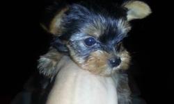 Purebred Yorkshire Terrier puppies are ready now. 14 weeks old, all puppy shots have been given, wormed etc. Healthy, happy pups. Pups will be around 7lbs as adults. Pups are good with cats and kids. (240) 685-2702