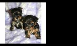 &nbsp;&nbsp;&nbsp; we have three yorkie puppies ready to go, they are great with kid and are current on their shots, they will make a great addition to your families