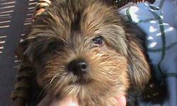 For sale one puppy yorkie female&nbsp;10 weeks with papers and shots up to day,beautifull face not tea cup but small size Price $500.00 Person interested call at -- I am in Golden Gate Estate in Naples,Fl