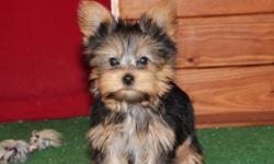 Cute teacup yorkie puppy for free adoption, she is 11 weeks old and will be going out on a free adoption. If interested in getting this puppy home just contact us for more information.Text at (701) 645-7584 for immediate respond.