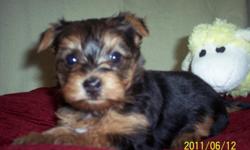 Willow is a sweet little yorkie pup. She was born 5-8-11. She will be ready for her new home 7-3-11. She is registered CKC. She will have her shots and dewormed. She has a great personality and will make a wonderful pet. Her mom is 6 pounds and dad is 4