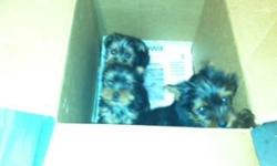 1 female and 1 male yorkie pup. 8 wks old.&nbsp; Vet inspected, first shots, and registered.
&nbsp;
--