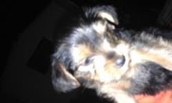 Selling 3 adorable yorkie puppies just 8 wks old and ready to go.males and female $360.please contact me if interested at natalie