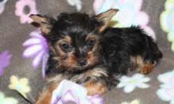 I have adorable Yorkie pups starting at 1200.&nbsp; I have a little larger male that I would sell for 800.&nbsp; My females start at 1800 to 2500.&nbsp; --