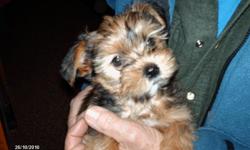 Beautiful and ready for loving home. 3/4 Yorkie, 1/4 Shitzu. healthy happy playful. Female and male Available. Vet checked, first shot, wormed, no fleas. CALL 503 475-3837. ONLY TWO LEFT