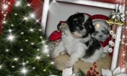 For adoption , Six Shih Tzu puppies , four weeks old . They are 3 females and 3 males (Oct. 7 ,2010 )
Hello , I breed Shih Tzu , Yochon , Shichon , and Yorkie Tzu puppies . These are Designer Dogs combined for the best quality of the breed of dog ! The