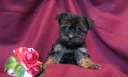 1 Female Yorkiepoo (Yorkie/Toy Poodle) born on 7-9-11. UTD on shots and comes with a health warranty.
*?* Credit Cards Accepted (Visa/MasterCard??????)
** No Credit Check Financing Available (Please Inquire)
** Shipping Available
For More Info
Call/Text: