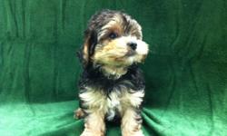 1 Male YorkiePoo (Yorkie/Toy Poodle) born on 3-26-11. UTD on shots and comes with a health warranty.
For More Info
Call/Text: 262-994-3007Â­Â­Â­Â­
** Credit Cards Accepted (Visa/MasterCardÂ­Â­Â­Â­Â­Â­Â­)
*Â­Â­* Financing Available
** Shipping Available