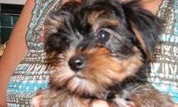 Several registered Yorkies available with prices starting at $350. Shorkie $300. Cavachon & Bich Poo $200. Other breeds also. Reasonable priced delivery possible soon.