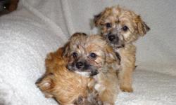 Yorkieschon puppies, ( Yorkshire/Bichon), First Shots, Non Shed, Vet checked, Written Health Guarantee. 2 males and 1 female.
Very Cuddly, Sweet and Affectionate., Cinnamon brown with black markings. Too cute for words, &nbsp;Would be great with Children