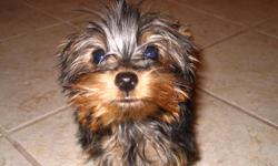 11 week old female Yorkshire terrier with 1st set of shots and dewormed
with limited registration AKC papers
&nbsp;
Only &nbsp;$385.00&nbsp;&nbsp;&nbsp; ****&nbsp; Need to sell quickly&nbsp; ****
&nbsp;
She is very gentle, she loves to cuddle, and she