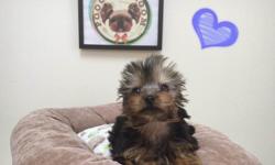 Breed: Yorkshire Terrier
Nickname: &nbsp;Oliver
D.O.B: &nbsp;February 08, 2015
Sex: &nbsp;Male
Approx Size at Maturity: &nbsp;6-8 lbs
Vaccine/Deworm: &nbsp;Up to Date
Coat/Hair: &nbsp;Long, Silky, Straight Hair
Personality: &nbsp;Adventurous Terrier