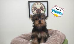 Breed: Yorkshire Terrier
Nickname: &nbsp;Riley
D.O.B: &nbsp;February 12, 2015
Sex: &nbsp;Male
Approx Size at Maturity: &nbsp;7-8 lbs
Vaccine/Deworm: &nbsp;Up to Date
Coat/Hair: &nbsp;straight, non-shedding
Personality: &nbsp;Intelligent, Bright,