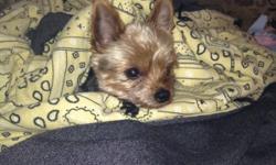 My family and I are looking for a good home for our Yorkshire Terrier. He is a an adult Male who is neutered,&nbsp;house broken and kennel trained. Wall-E is good with older children and adults. He loves to travel and is a lap dog who loves to snuggle. We
