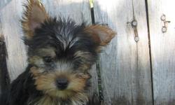 Yorkshire Terrier, AKC Registered (Yorkie) Puppies ready. Small and very cute and loveing. Dad is 3.7 lbs. Come with 1st vaccines and health certificate. well socialized healthy happy puppies. 3 boys, 2 girls. $650 727-479-2712. or 239 839 6419