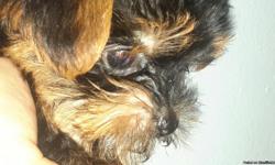 Two beautiful puppies, Yorkshire Terrier, pure breed,.We have now only females,.They have one Medical Record, vaccination up to date, deworming, physical examination do it by a vet.Papers for registration with APR.Parents are pure breed yorkshire , moder