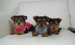 I have 1 male and 2 females Yorkshire Terrier puppies available. They will mature to be around 5-6 lbs as an adult. Thick coat, very silky/soft and white. Friendly and playful.&nbsp; Asking $400 each. Price includes:&nbsp; +1st shot +vet checked +dewormed