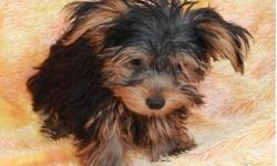 Yorkshire Terrier Puppies For Sale
FOR MORE INFORMATION ON THE FISHES PLEASE DO TEXT US AT
() -
&nbsp;