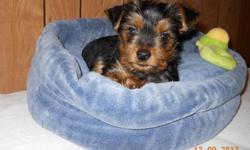 AKC Yorkie male puppy $500.00 cash only. Born 10/15/13&nbsp; ready on 12/10/13. 1st. shot and dewormed. Tails docked and declaws removed. Mother weighs 7 lbs. Dad weighs 2 1/2 lbs. CALLS ONLY ask for Susan