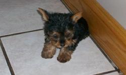 Small family raised Yorkies.Males and females with first puppy shots. Call 304-283-2673