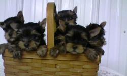 Champion Sired AKC Yorkshire Terrier Pups. Limited registration. Cute, baby doll faces, silky coats. Father is the Duerer line. Near Reading, Pa. Breeding for over 30 years. Will e-mail pcitures. Website: www.veracruzyorkies.com Vet checked, shots, etc.