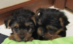 Adorable litter of AKC registered Yorkshire Terrier Pups males start at 1200 and the females start at 1800.&nbsp; We have bred Yorkies on a small scale for a few decades.&nbsp; All pups are started on newspaper training.&nbsp; 303-648-9777