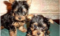&nbsp;Female and Male Registered Yorkie Pups. Born 6-9-14 = will be &nbsp; &nbsp; 12 weeks old on Sept 1st. Health checked on 8-18-14 & al medicines up to date then. The female is smaller.
Contact for more details and pics via text (719) 245-8135
&nbsp;