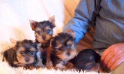 Adorable AKC Yorkshire Terriers. All should mature at 3-5poinds. Health Guarantee. Socialized with humans, cats and other dogs. Shots wormed. Been raising them since 1967. These are home grown in my own home, not "puppy mill" situation. 561-688-4800
