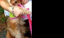 Hello this is an Female Yorkie, shes is 1.5 years old. Shes really playful and cute! She is 4 pounds really good for an indoor pet to have. She is healthy and in good shape. Looking for a new home and that will love her:) If ur interested please contact