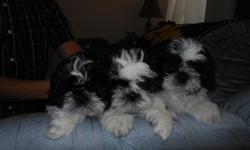 I have three adorable Shih tzu puppies for sale. &nbsp;Two female, one male. &nbsp;They were born on December 20, 2013. &nbsp;Asking price is $250.00. &nbsp;If interested please feel free to contact me at --. &nbsp;Please leave a message and I will get