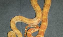 I have a young T+ Caramel Albino Boa for sale.&nbsp;
He is a very happy and friendly boy, who loves to be held and hang out with you.He is handled by small children daily!&nbsp;
Roughly 18" in length, and about 180 grams in weight.
Only Serious Inquiries
