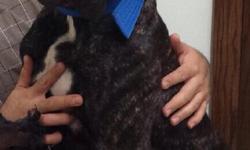 Black brindle male weighing approximate 100 lbs. champion bloodlines for both parents. Parents are UPPC and FCI registered from great breeders and are on premises. This presa is the ultimate family protector, great with children, and a natural defender of