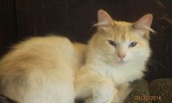Yuki - Medium Female Domestic Short Hair Cat - Blond and White &nbsp;
West Coast Dog and Cat Rescue
P.O. Box 72401
Eugene, OR 97401
5412254955
Some say Yuki may have some Norwegian Cat in her history because of the striking tufts in her ears. Some say she