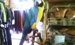I have a very sweet and playful Blue and Gold Macaw.
Zipper loves music and can hum and "la la la" music.
He is 1 year old and is very loving.
He can say many words and he learns new words all the time. I have heard him say "hello" "bye" and many others.
