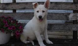 Hi! I'm Zoey, the adorable white female AKC German Shepherd! I'm so amazing! I was born on May 21, 2016. I've always wanted to have someone special in my life! Someone who would love me forever! They're asking $1250.00 for me. I'll come home with you vet