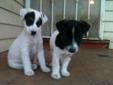 2 male 4 months tri color Jack Russell puppies for sale
