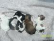 2 Male CKC SHIH-TZU puppies born 6/1 14 for sale