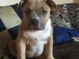3 month old bully pups for sale