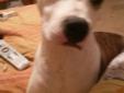 5 Month Pittbull Terrier For Sale!!!