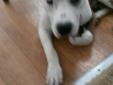 5 Month Pittbull Terrier For Sale!!!