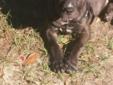 6 month brindle pit bull pup