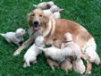 Adorable AKC Golden Retriever Puppies