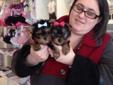 Adorable AND friendly Yorkshire Terrier Puppies FOR New Home