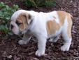 Adorable and healthy English Bulldog Puppy for Sale.