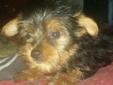 Adorable and Playful AKC Yorkie Puppies